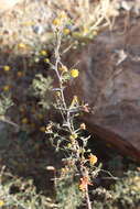 Image of Vachellia pacensis (Rudd & A. M. Carter) Seigler & Ebinger