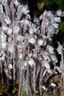 Image of Indian Pipe