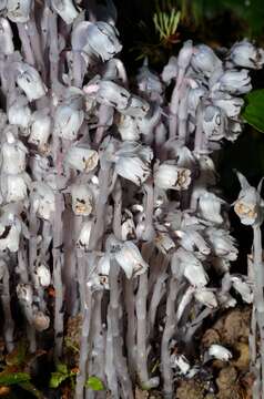 Image of Indian Pipe