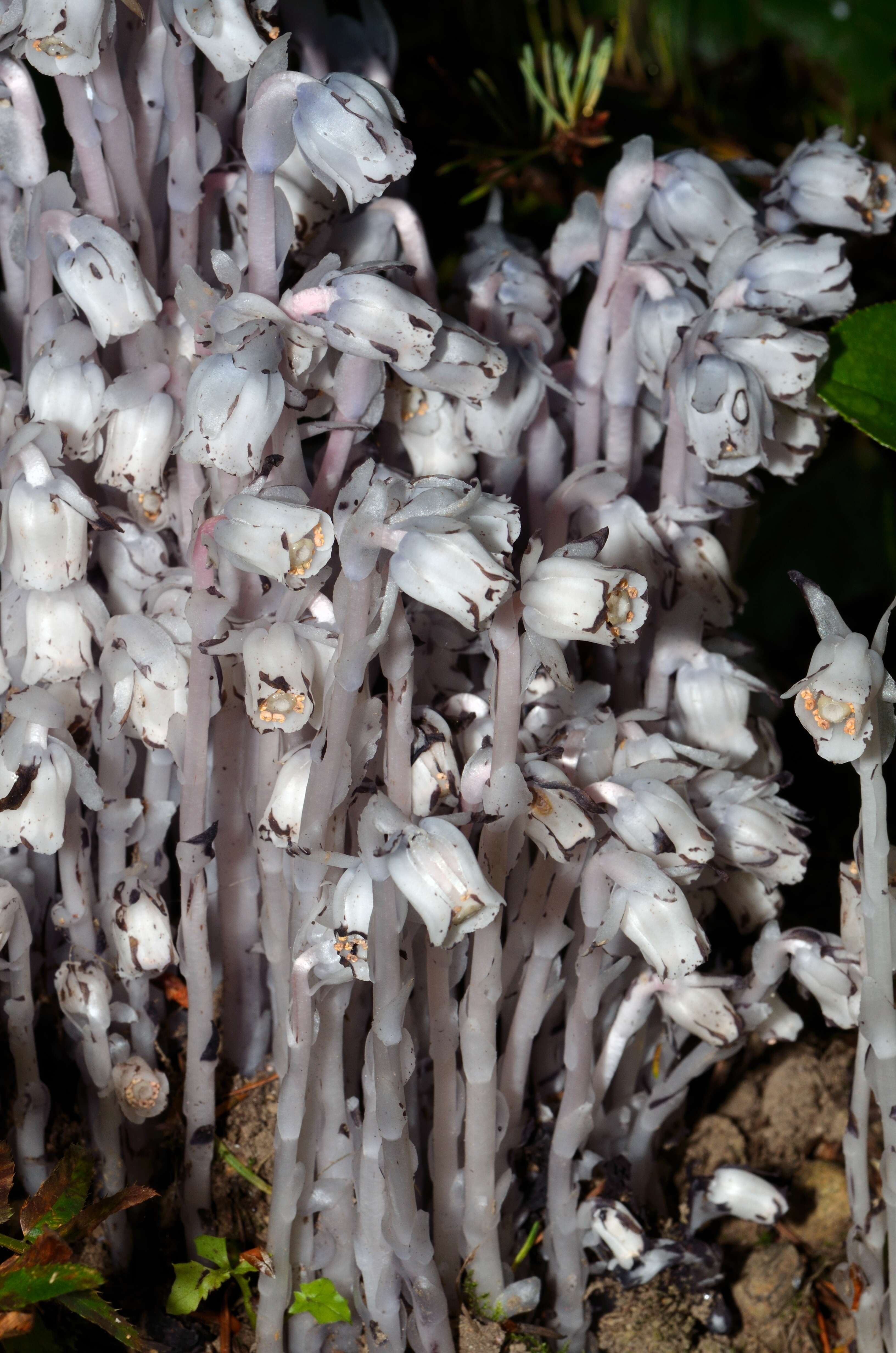 Image of Indian Pipe