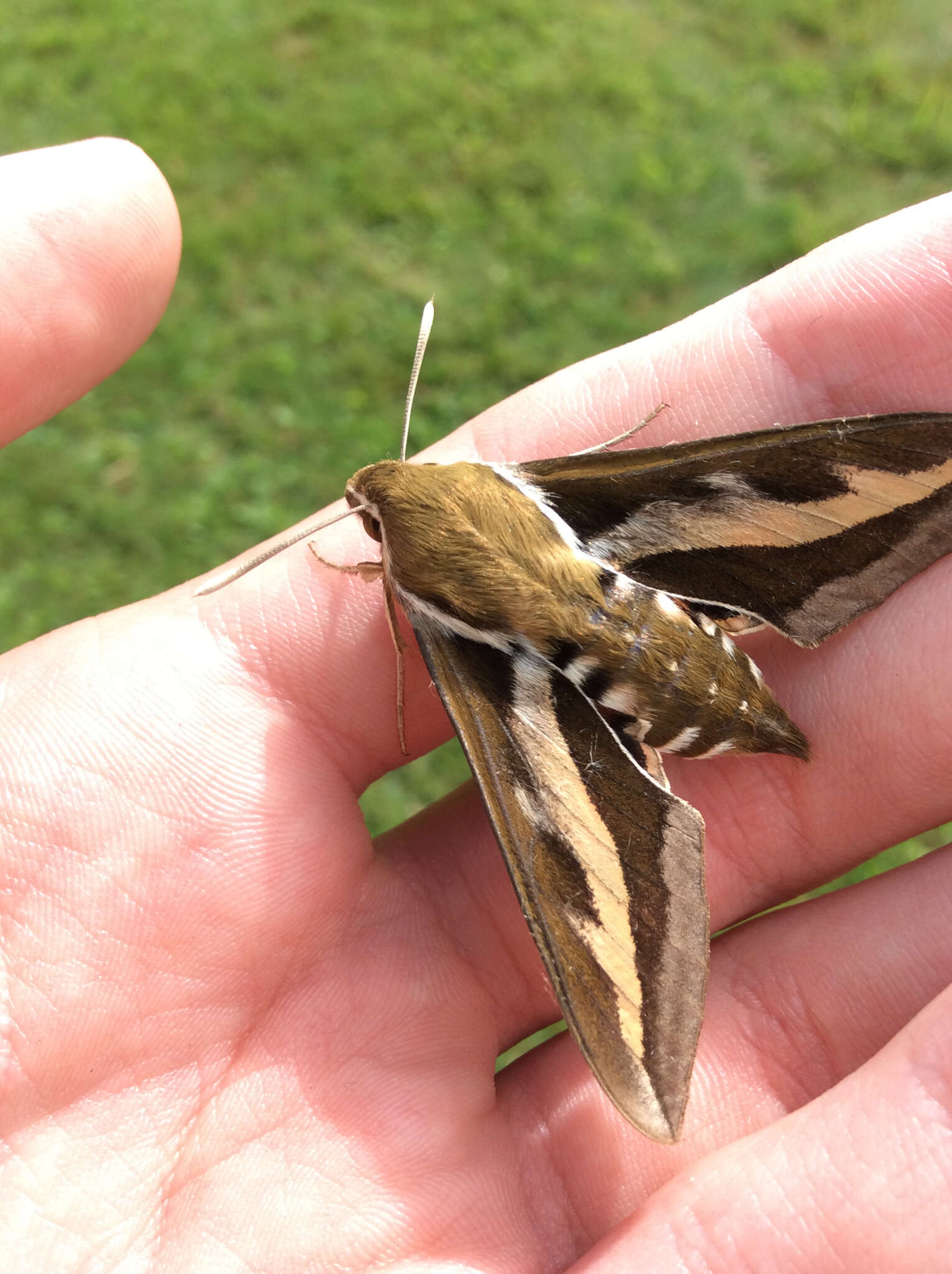 Image of Galium Sphinx