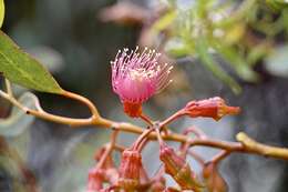 Слика од Eucalyptus torquata Luehm.