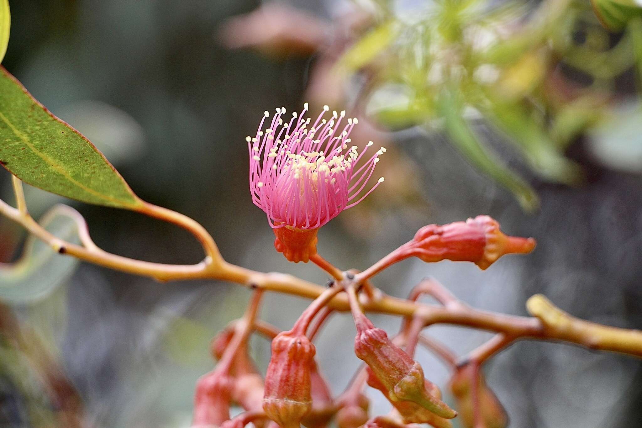 Image of coral gum