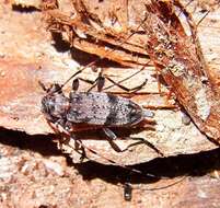 Image of Acanthocinus griseus (Fabricius 1793)