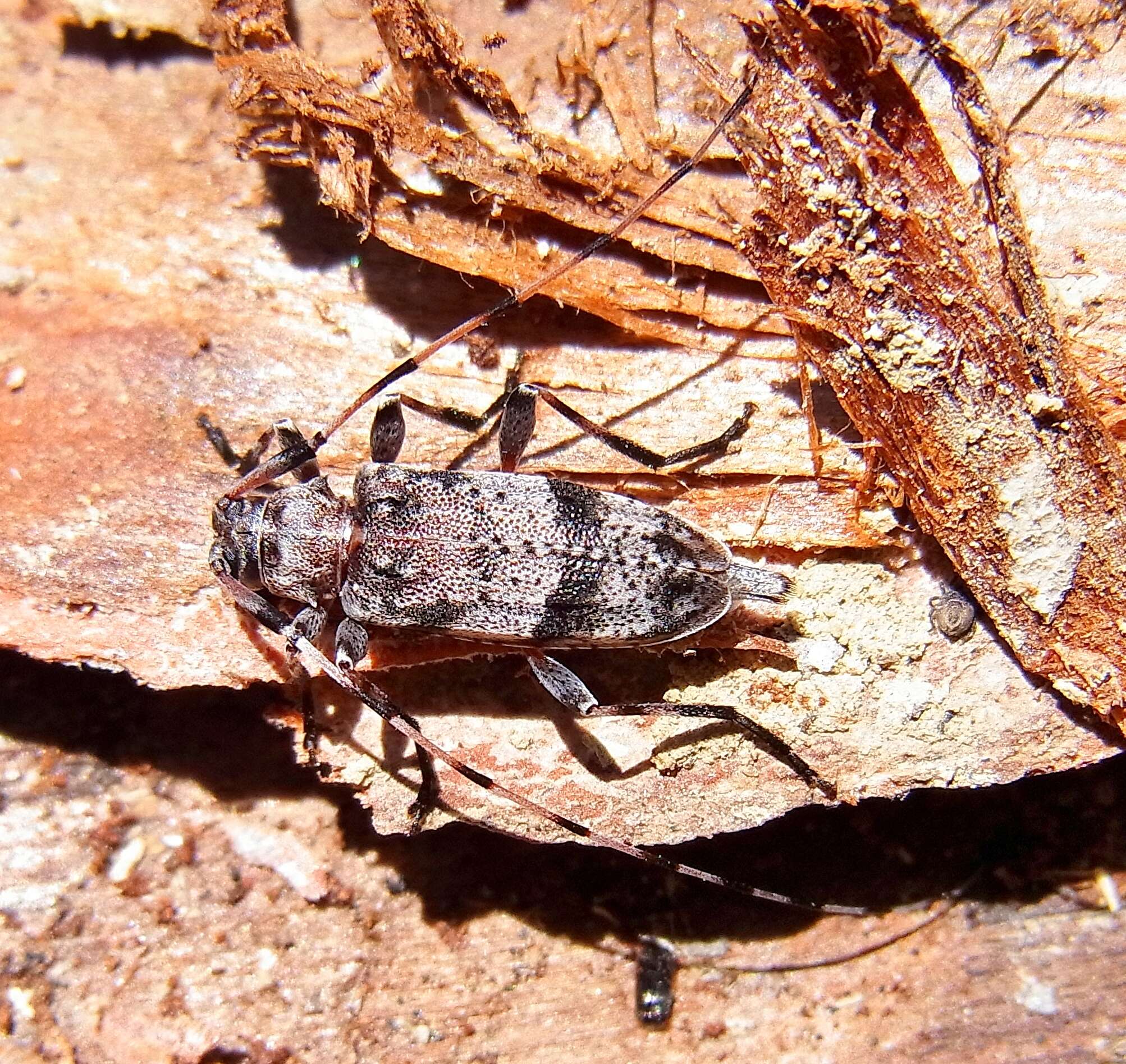 Image of Acanthocinus griseus (Fabricius 1793)