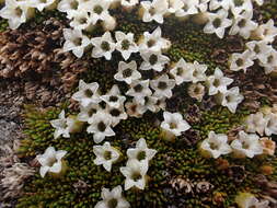 Image de Dracophyllum muscoides Hook. fil.