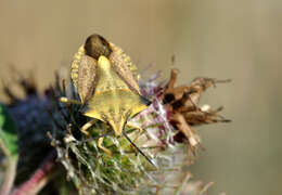 Image of <i>Carpocoris fuscispinus</i>