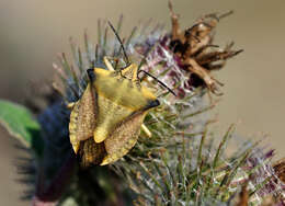 Image of <i>Carpocoris fuscispinus</i>