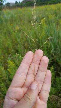 Imagem de Agrostis gigantea Roth