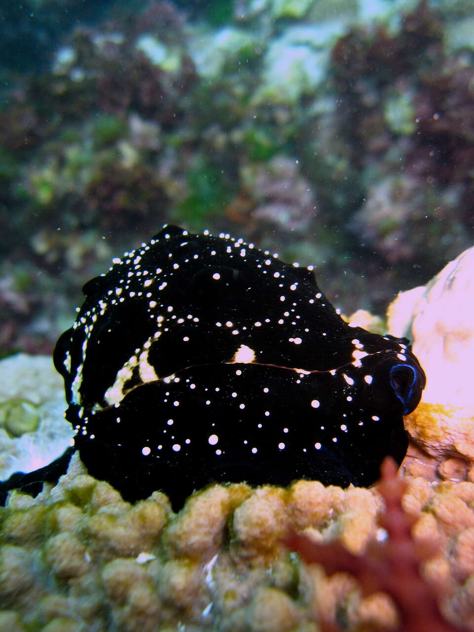 Image of common egg cowrie