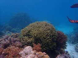 Image of Staghorn damsel