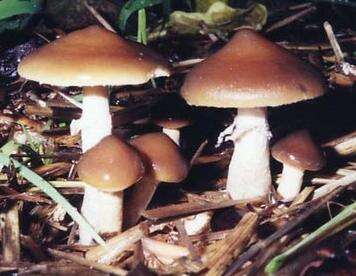 Image of Psilocybe ovoideocystidiata Guzmán & Gaines 2007