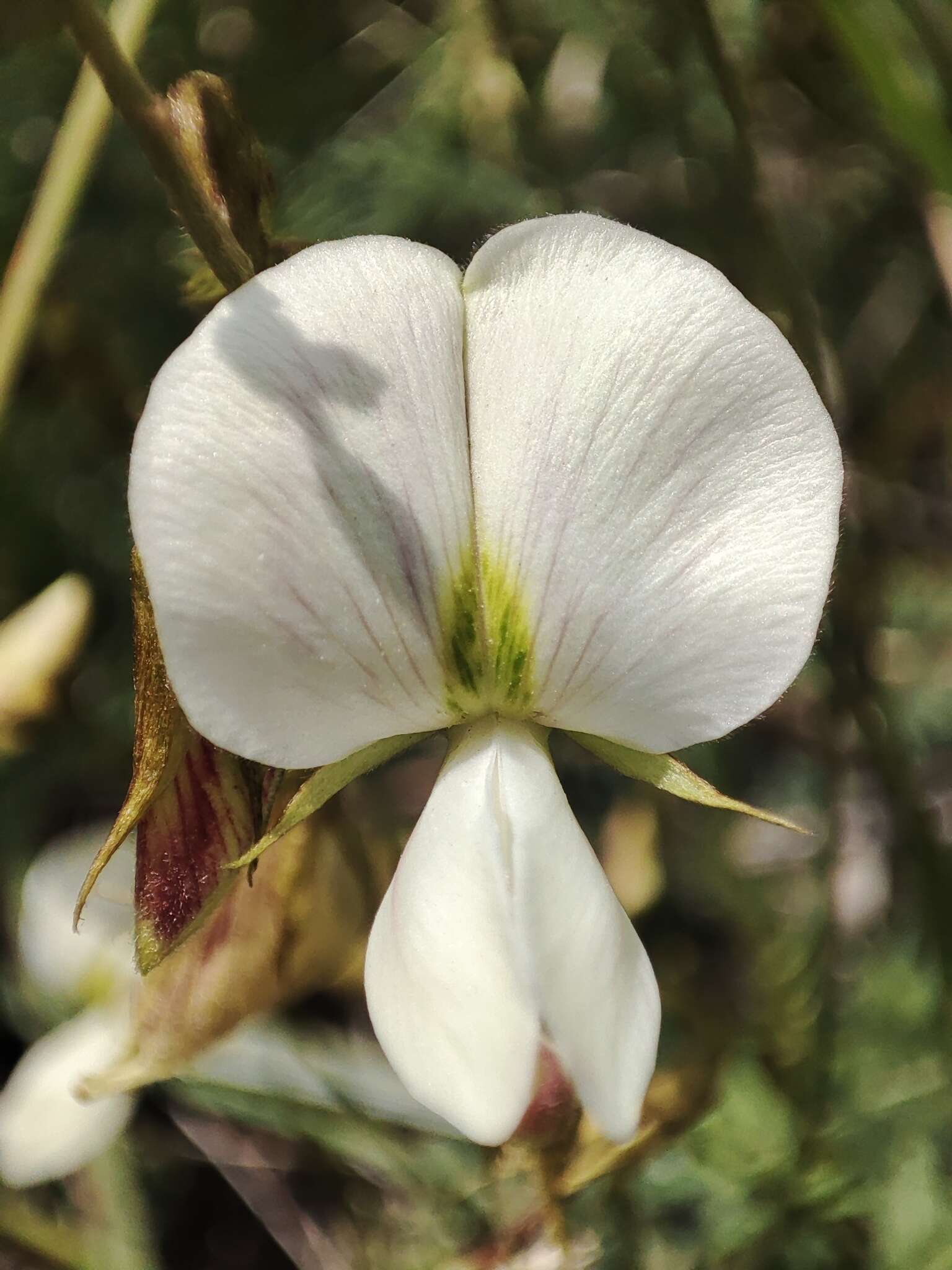 Image of Coursetia gracilis Lavin