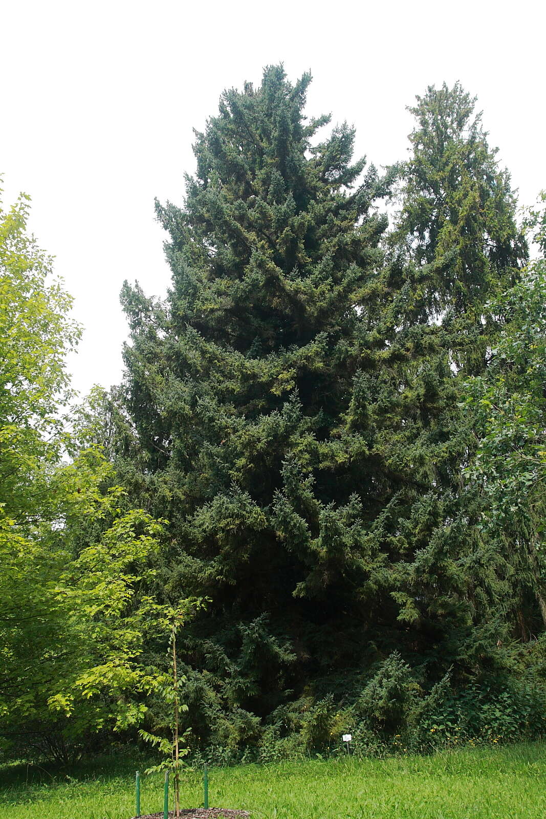 Image de Picea glehnii (F. Schmidt) Mast.