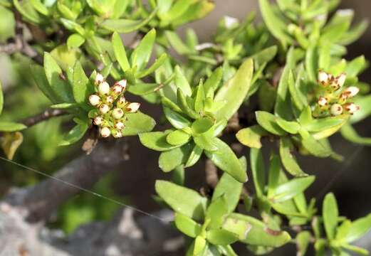 Image of Crassula sarcocaulis subsp. sarcocaulis