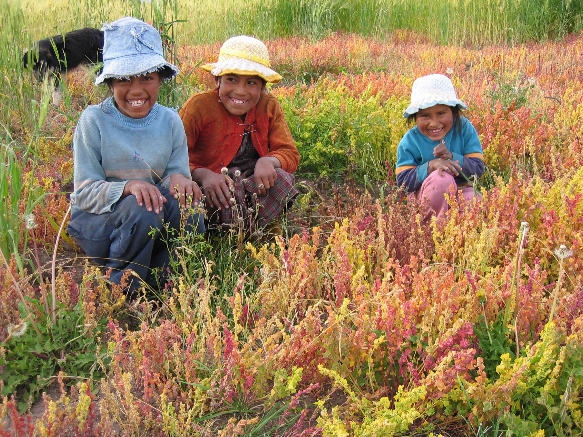 Plancia ëd Chenopodium pallidicaule Aellen