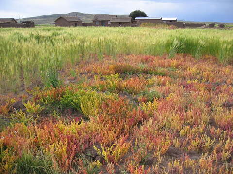 Plancia ëd Chenopodium pallidicaule Aellen