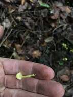 Image of Hygrocybe luteoglutinosa (E. Horak) Boertm. 2002