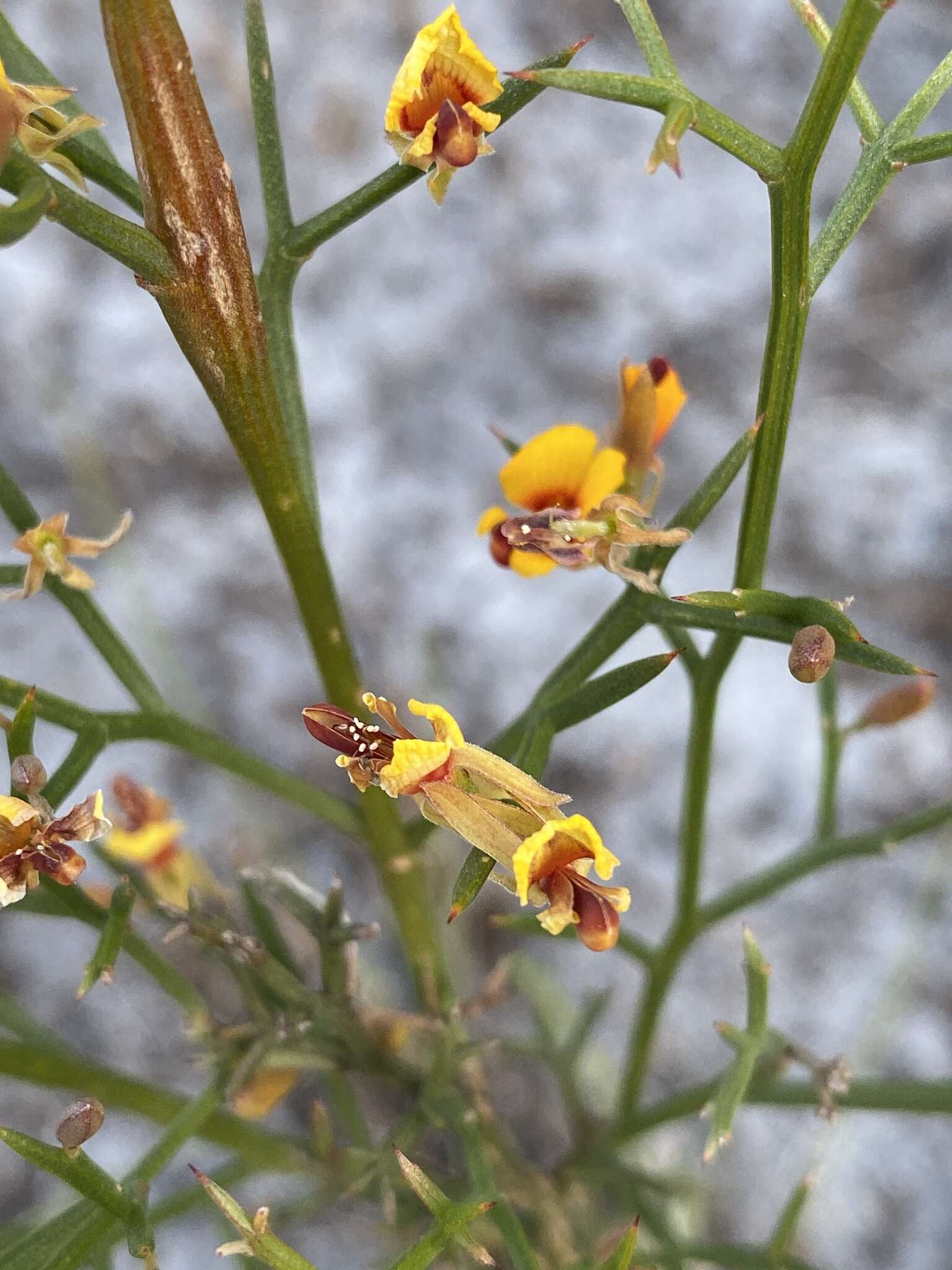 Image of Jacksonia spinosa (Labill.) Sm.