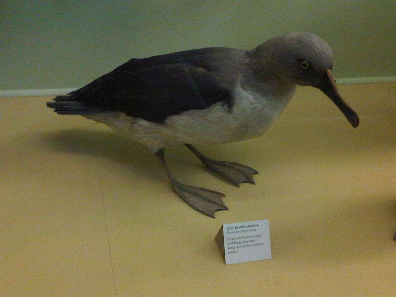 Image of Grey-headed Albatross