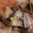 Imagem de Chiloglottis seminuda D. L. Jones