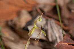 Imagem de Chiloglottis seminuda D. L. Jones