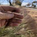 Austrostipa platychaeta (Hughes) S. W. L. Jacobs & J. Everett resmi