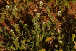 Plancia ëd Plagiobothrys collinus var. californicus (A. Gray) Higgins