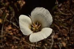 Image of Howell's mariposa lily