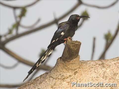 Imagem de Phoeniculus somaliensis (Ogilvie-Grant 1901)