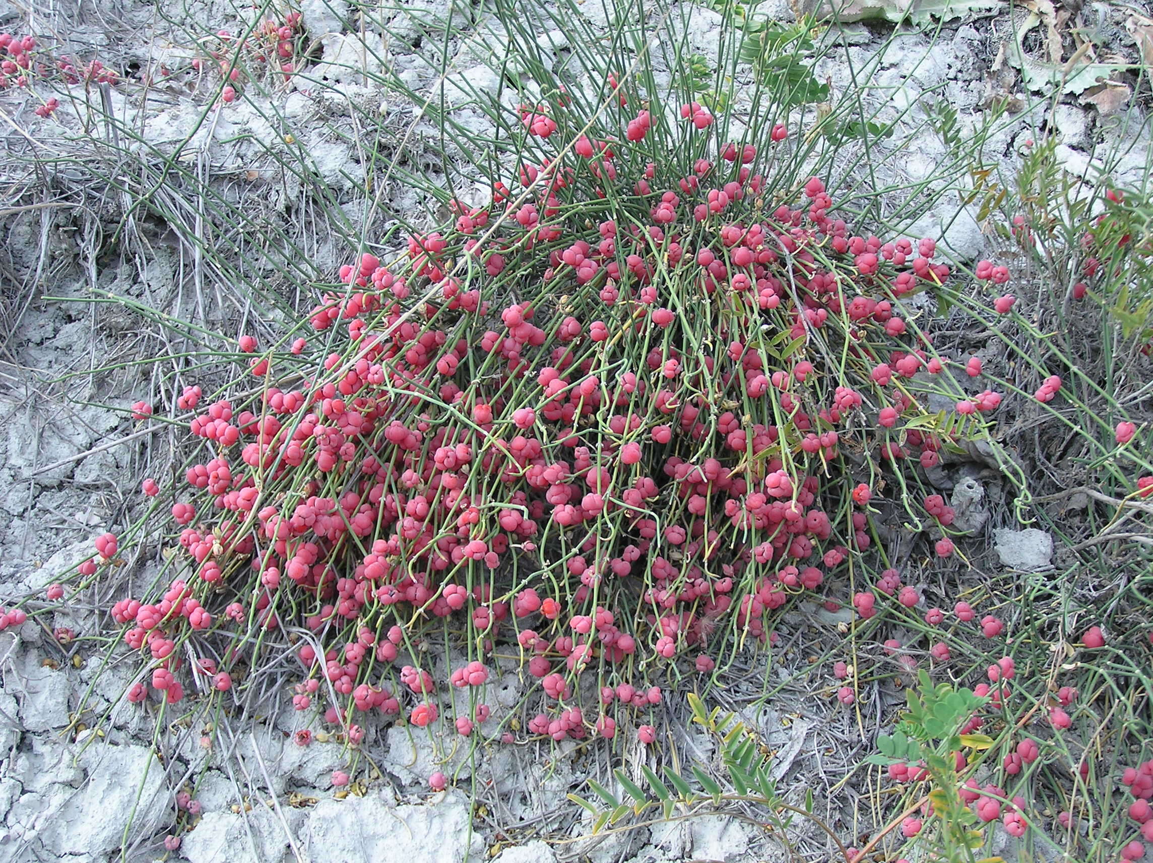 Image of Sea Grape