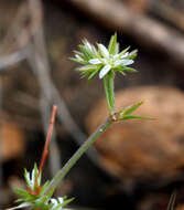 صورة Minuartia decipiens (Fenzl) Bornm.