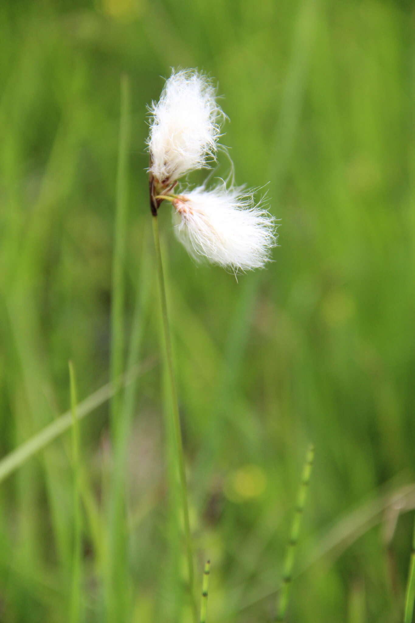 Image of tall cottongrass