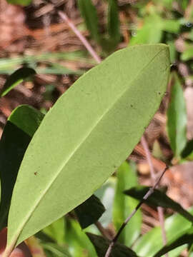 Image of large gallberry