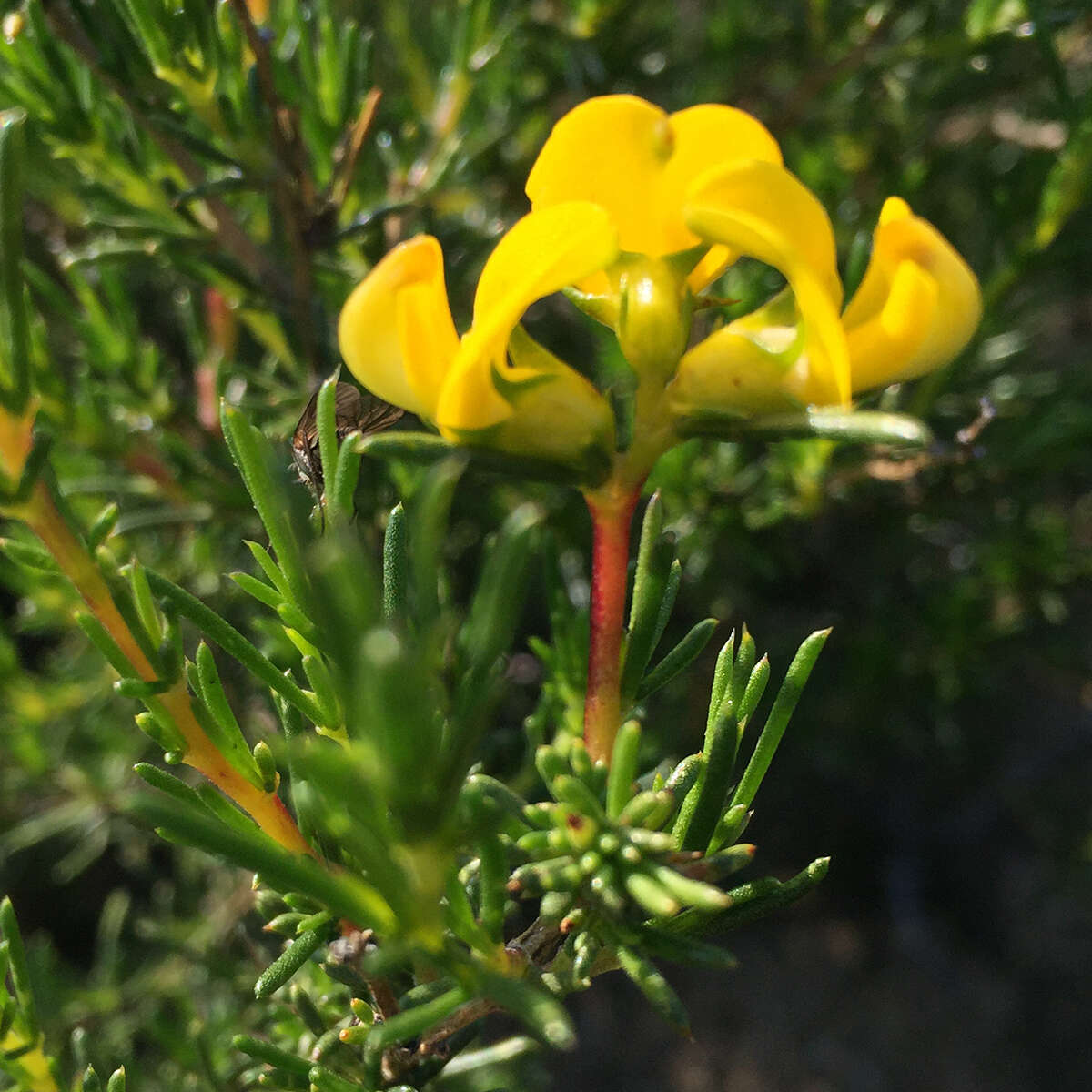 Image of Aspalathus abietina Thunb.