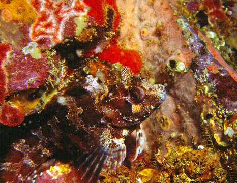 Image of Tompot Blenny