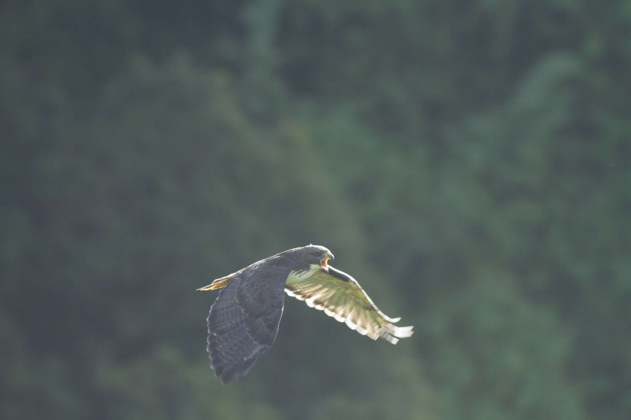 Buteo jamaicensis costaricensis Ridgway 1874 resmi