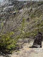 Image of Habenaria galpinii Bolus