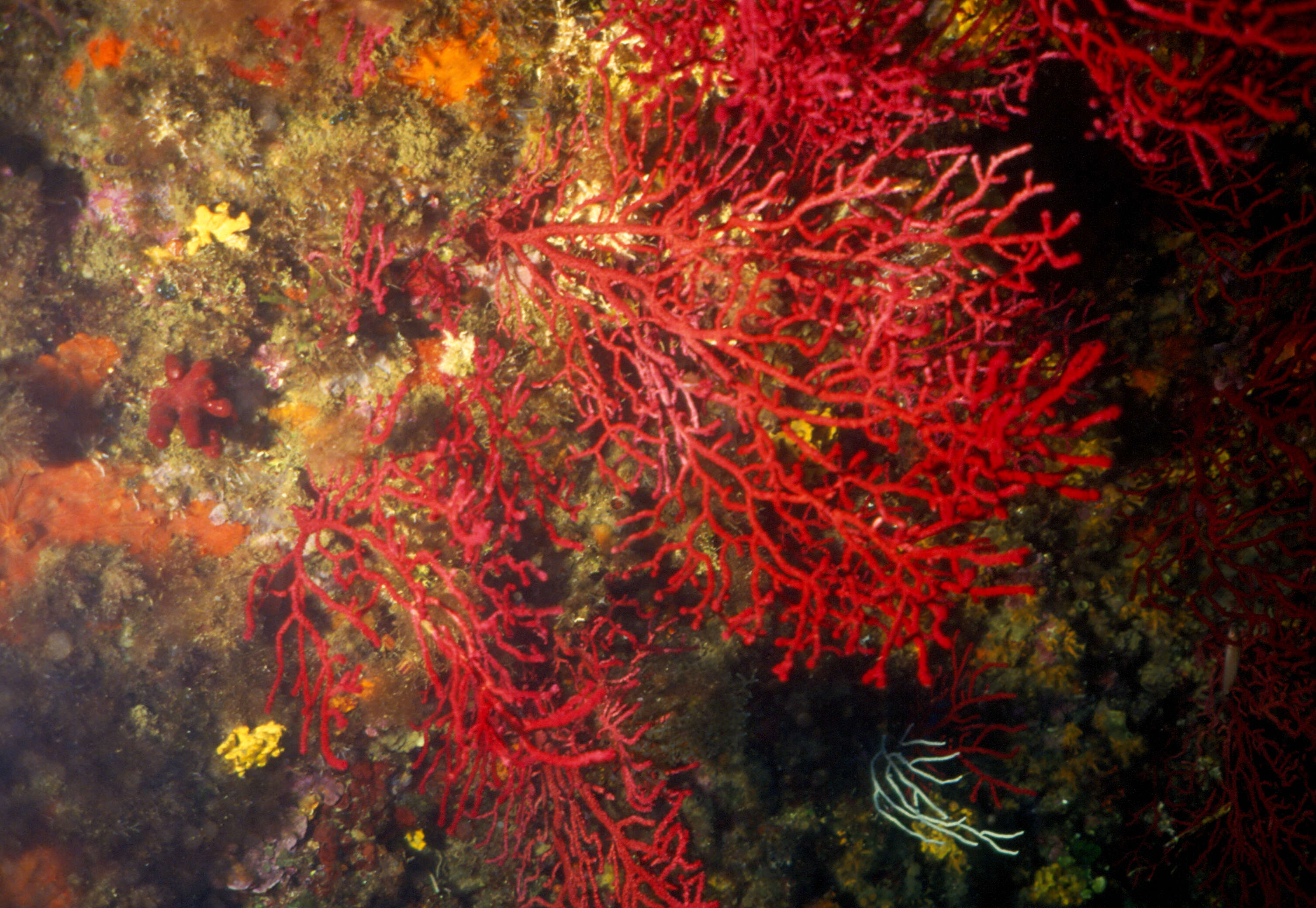 Image de gorgone multicolore