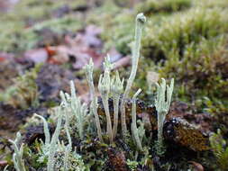 Image of cup lichen