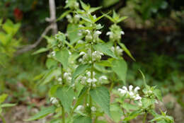 Image of white deadnettle