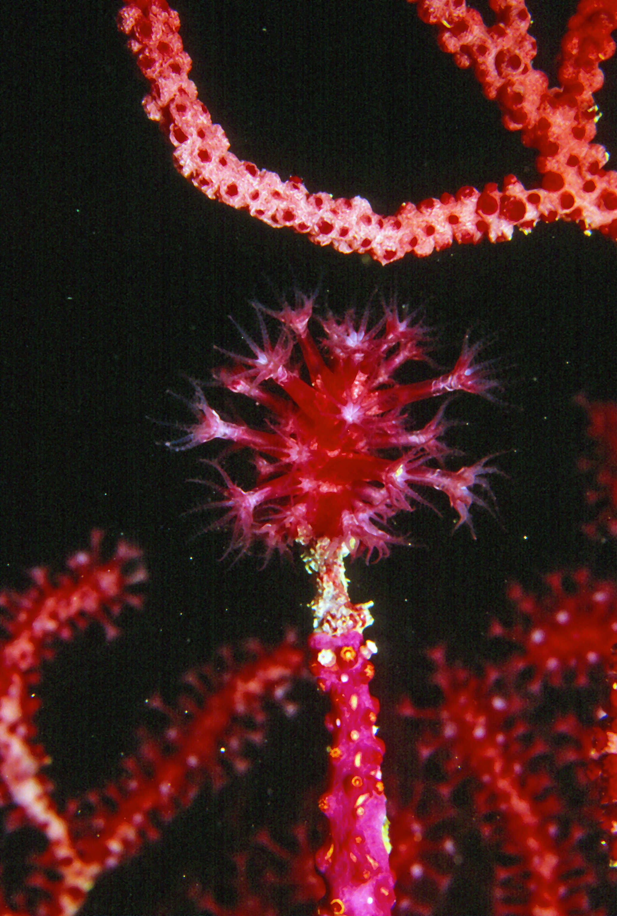 Image of chameleon sea fan