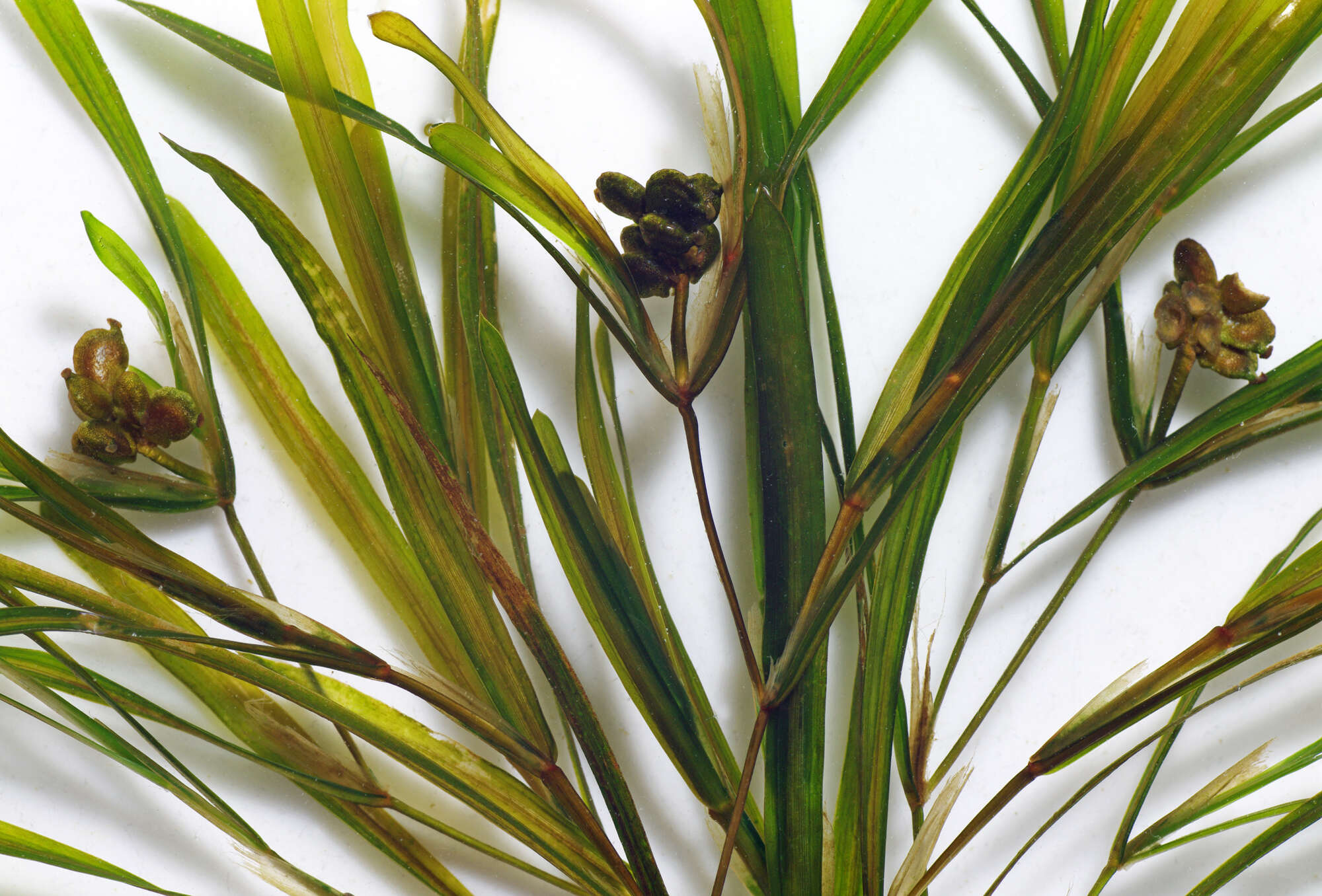 Image of sharp-leaved pondweed