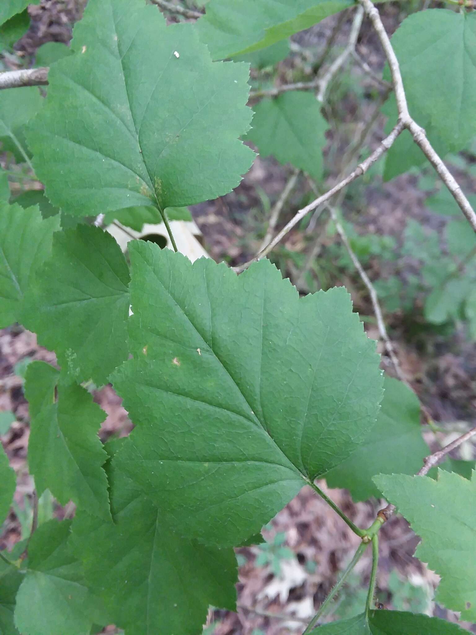 Image of stolonbearing hawthorn