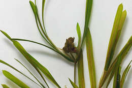 Image of sharp-leaved pondweed