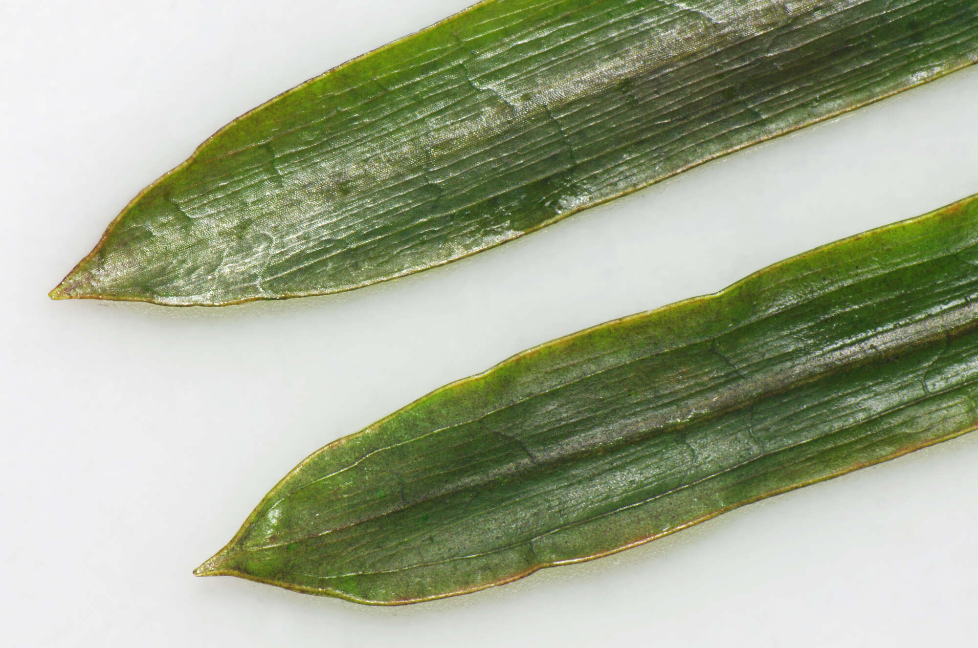 Image of sharp-leaved pondweed