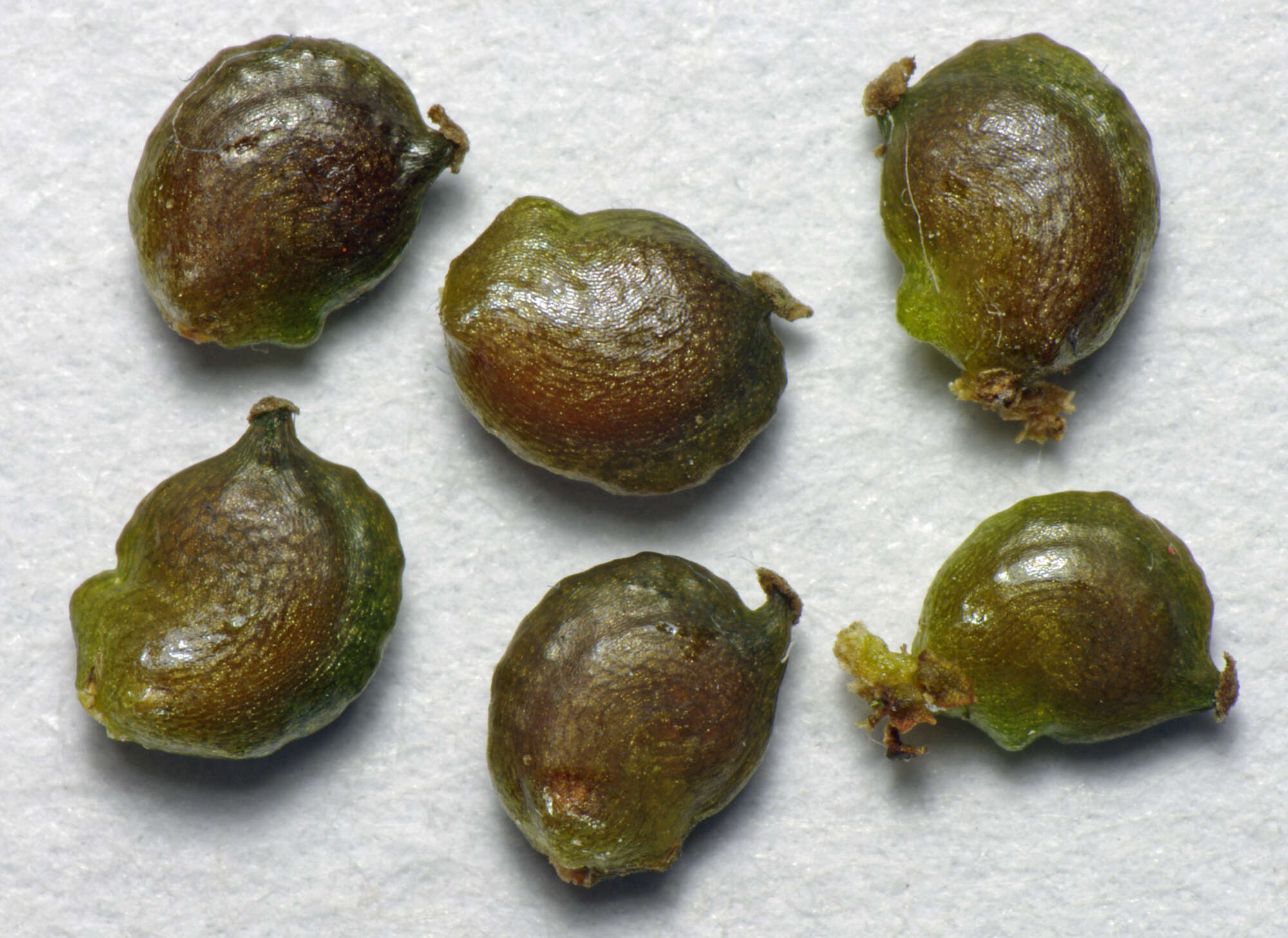 Image of sharp-leaved pondweed