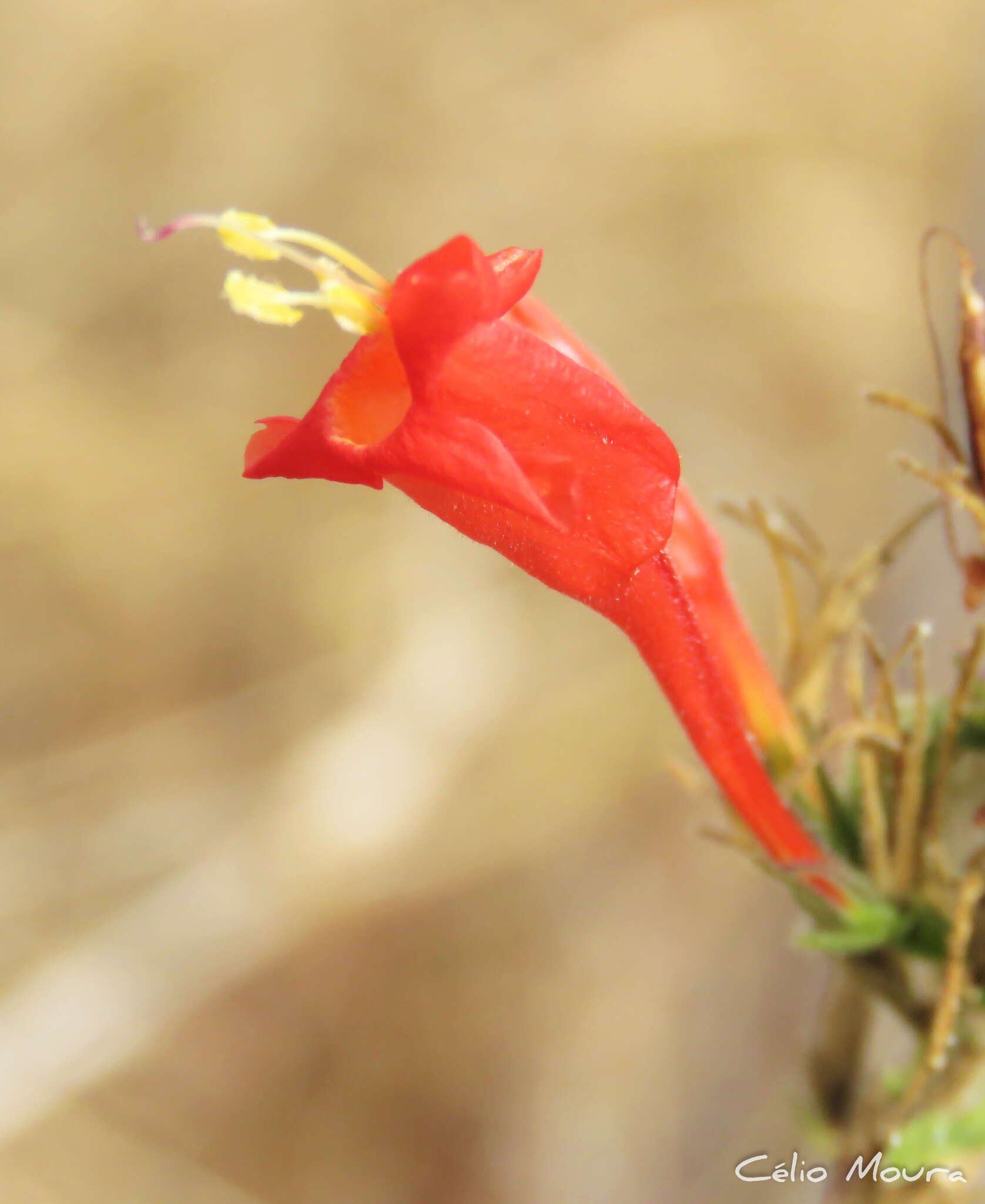 Image of Ruellia asperula (Mart. ex Ness) Lindau