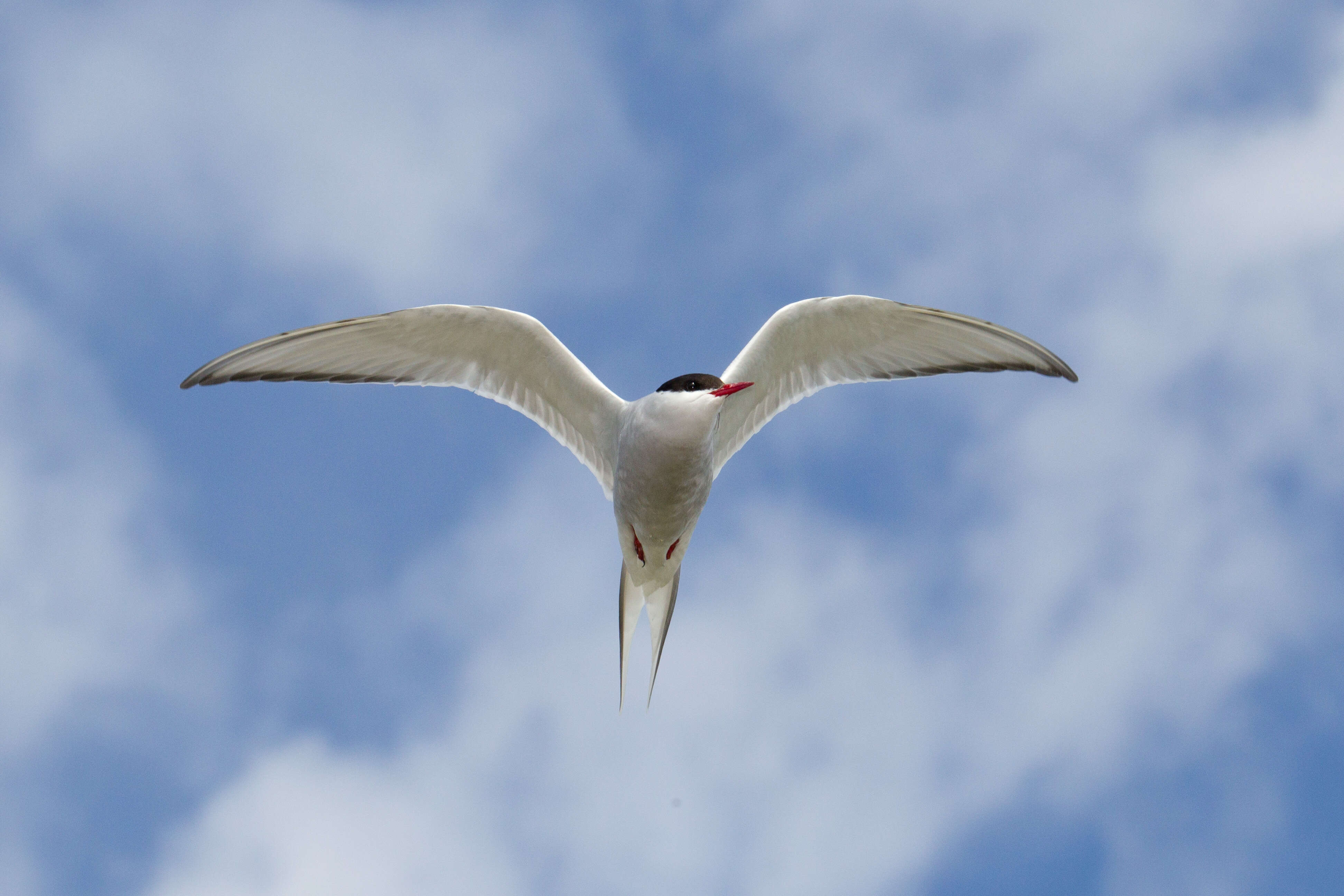 Image of Arctic Tern