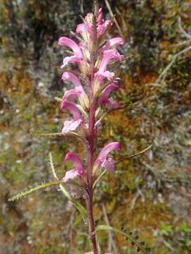 Image of Langsdorf's lousewort